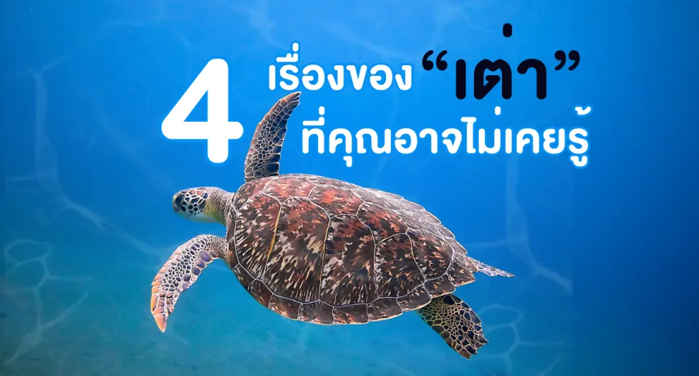 4 เรื่องของ “เต่า” ที่คุณอาจไม่เคยรู้